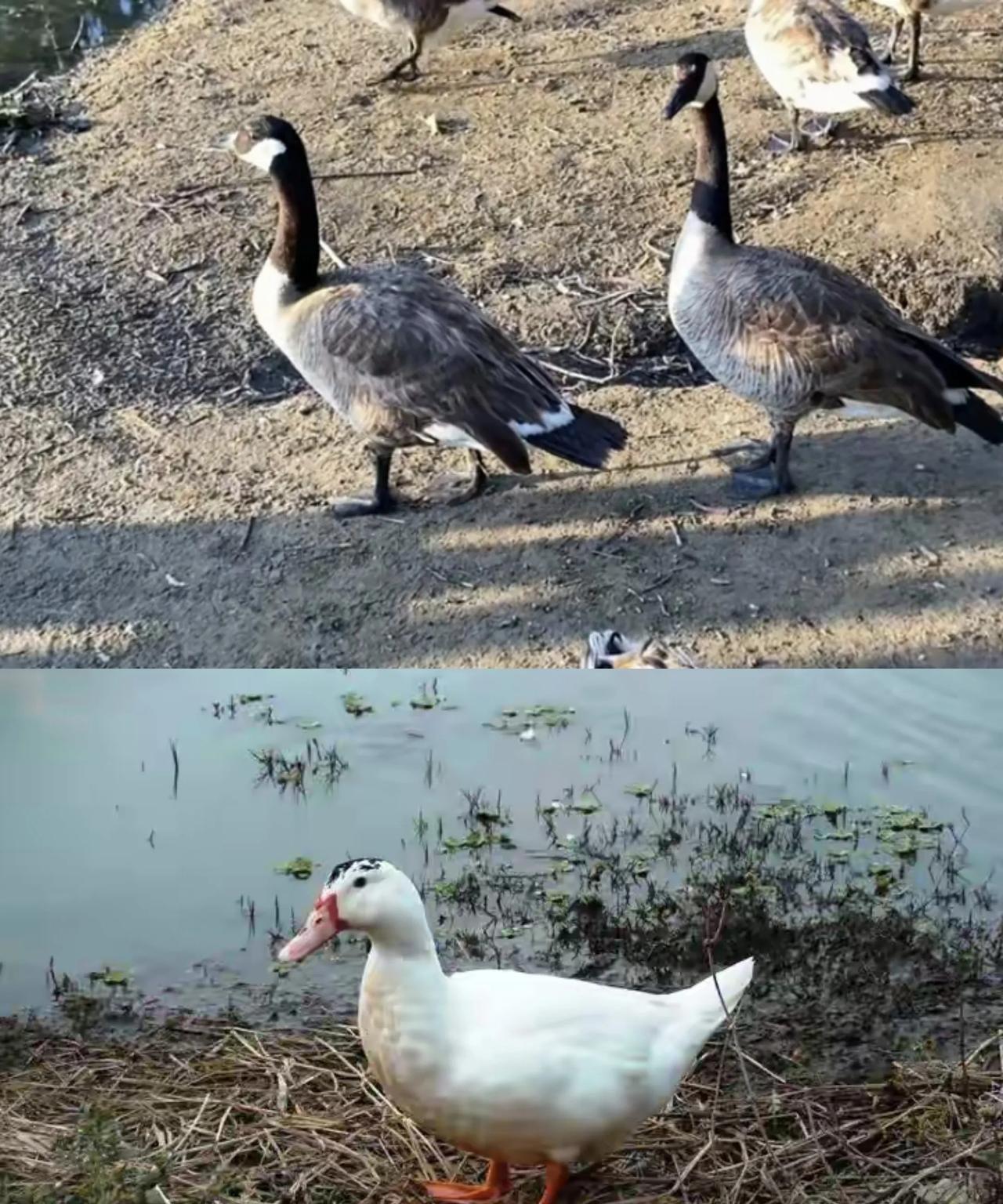 新疆奇台县准噶尔盆地古尔班通古特沙漠里，一对大雁夫妻告诉天下父母，孩子不会飞，就