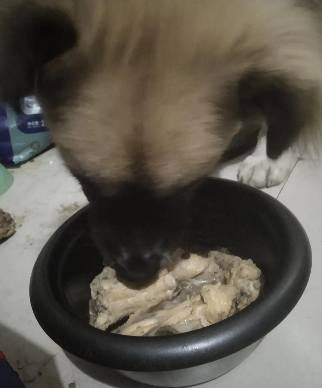 今天又是累成狗的一天，终于熬到下班。
推开家门的刹那，那毛茸茸的小家伙尾巴摇得如