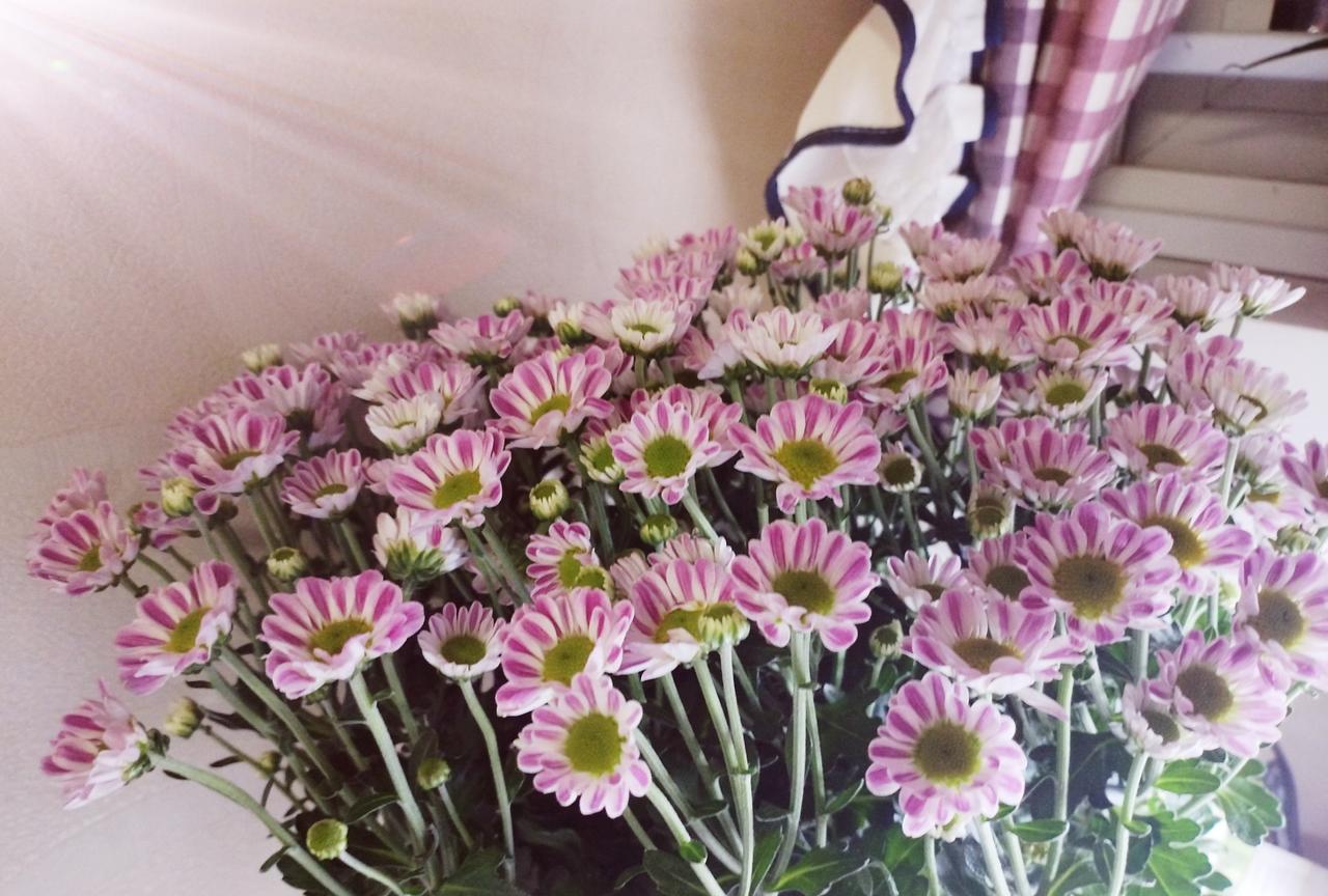 #随手拍的花分享# 菊花，是秋日里当之无愧的主角。南宋爱国诗人郑思肖曾在《寒菊》