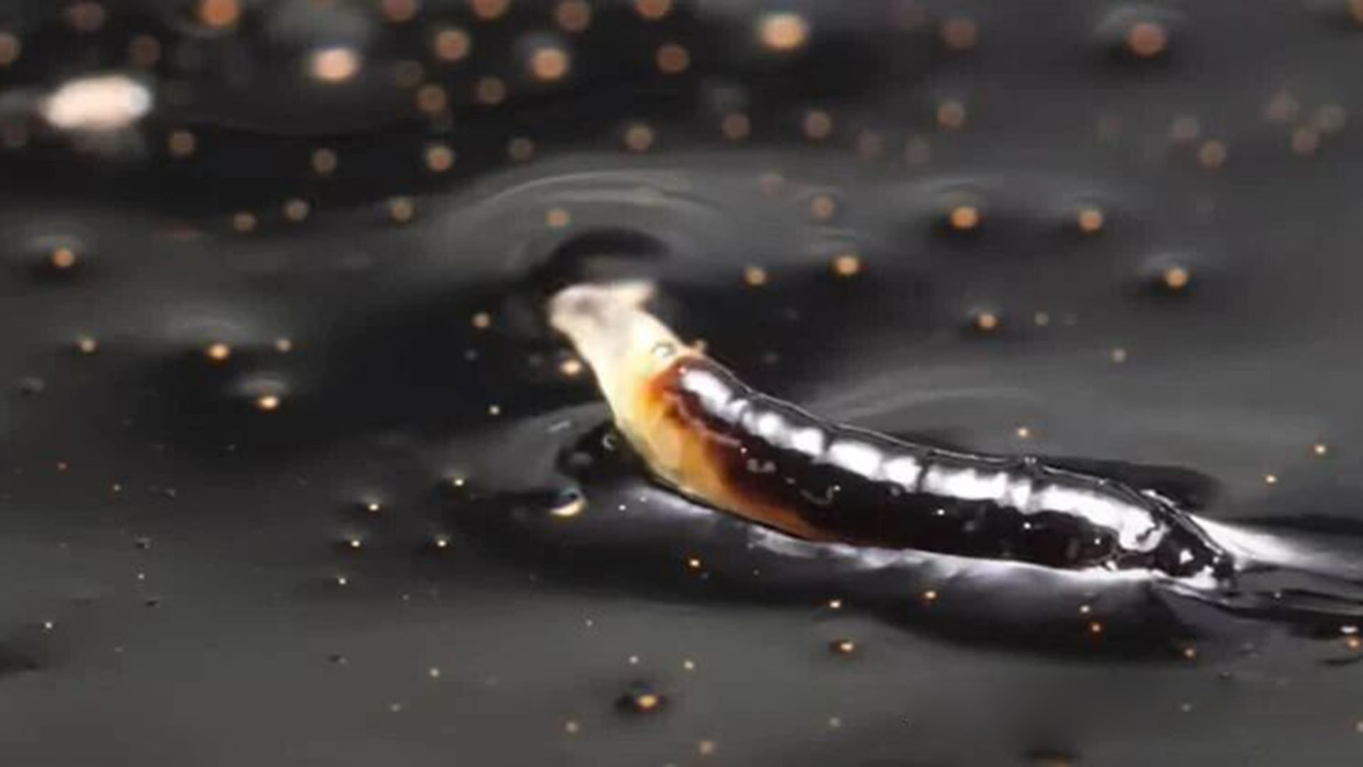 沥青坑里竟有“吃石油”的虫子？科学家惊呆：它连二甲苯都不怕！ 地狱般的沥青坑，却是它的天堂！