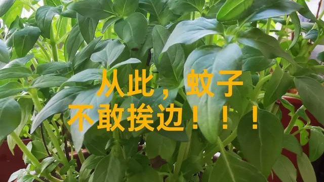 5种“厉害花”，驱蚊一级棒，家里“养1盆”，蚊子“不进门”！