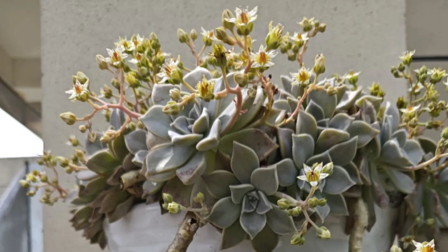 湖北一户人家，因“胧月老桩开花”走红，网友：真治愈，爱了！
