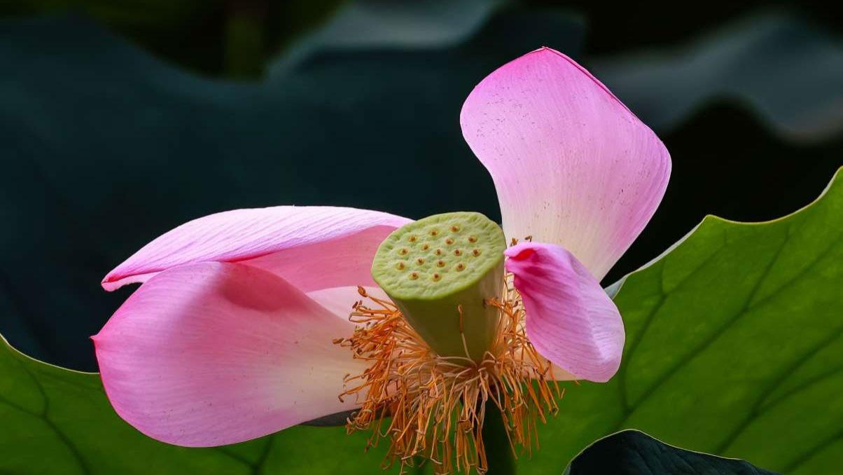 今日七月十九，牢记：1不送，2要收，吃3样，寓意聚福迎祥事事顺