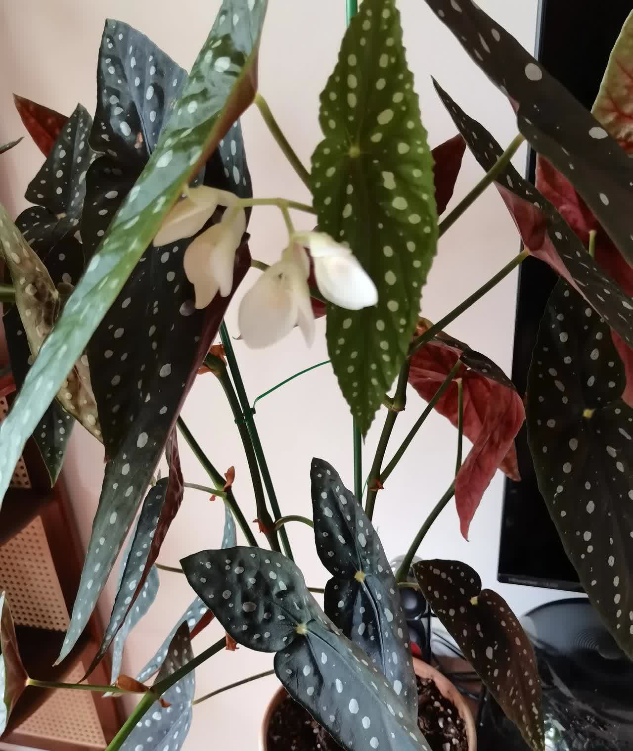 既然这样，你就应该想想当初是怎样当着全网信誓旦旦说能生，而且说要生两个大胖小子，
