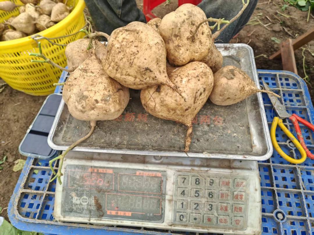 玉屏: 凉薯丰收“土疙瘩”变“金宝贝”