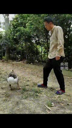 起猛了，看到大鹅委屈的告状了？
一家人在树林的小路上乘凉，男子“吼”了鹅两句，又