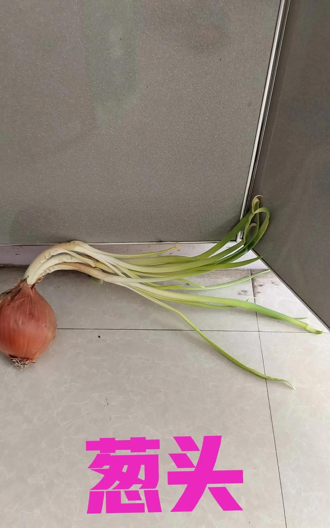我家葱头长出一尺半的芽，今天早晨我无意中发现厨房一个箱子的后面露出了几根蒜苔，我