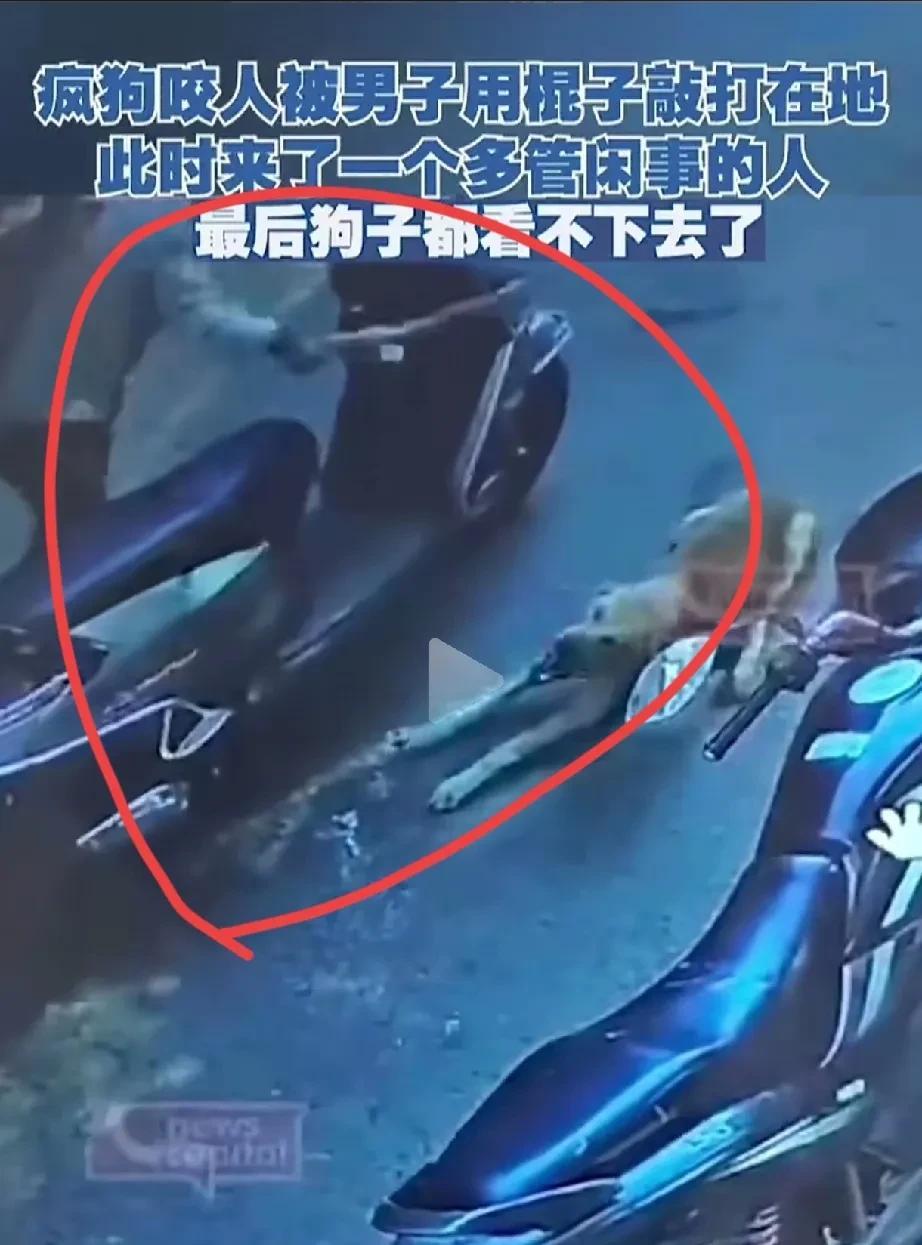男子好心救狗，返遭狗咬！
事情发生在一条人来人往的街头，一名骑着电动的男子用一根
