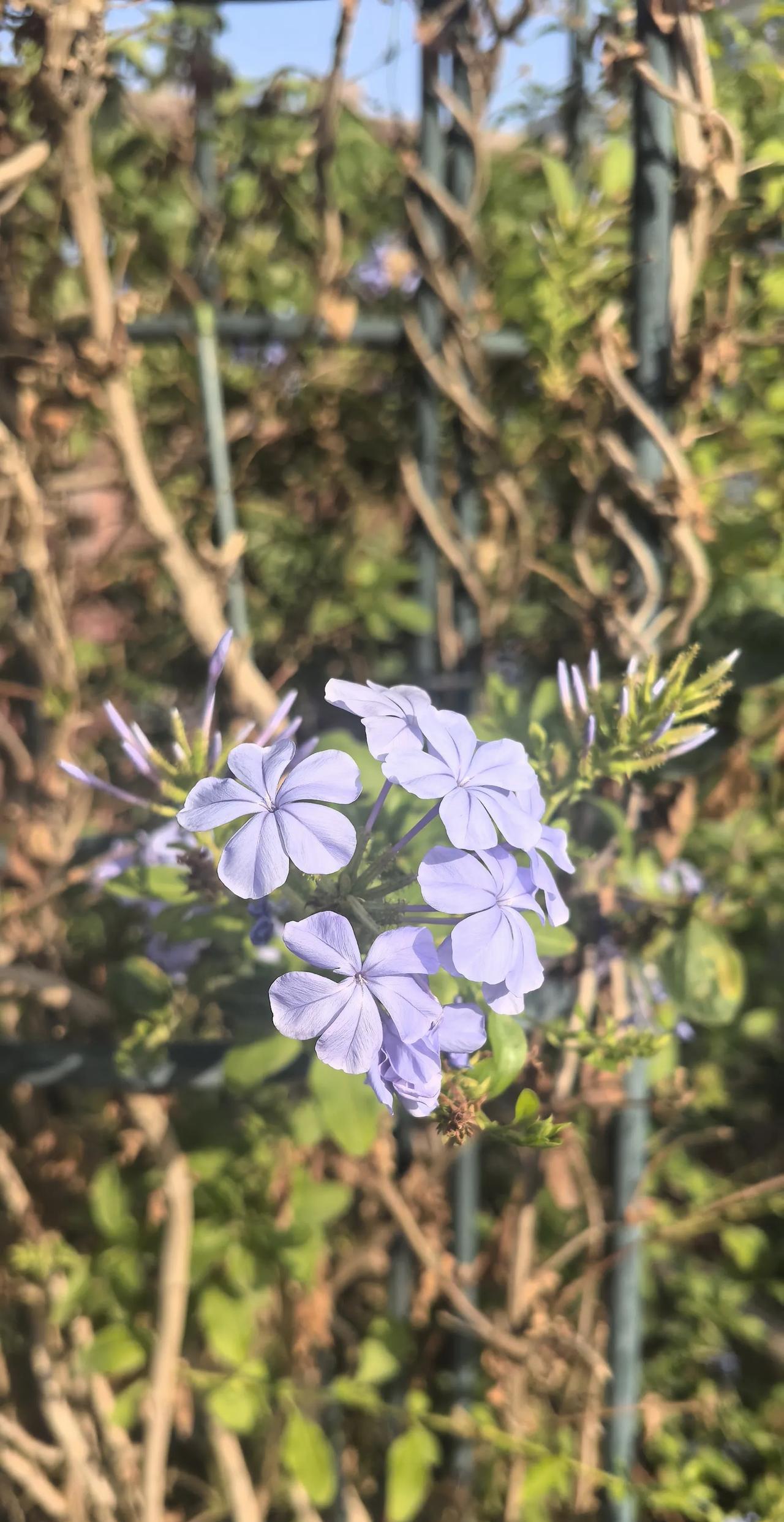 #分享一张随手拍的花。#夏日花园里最吸引人的是蓝色系花朵，百子莲，蓝雪花，六倍利