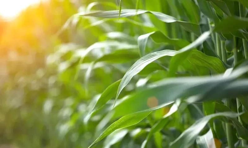 今夏，鲁南地区和河南多地干旱严重，生活用水且不影响，但地里的玉米??都渴冒烟了。