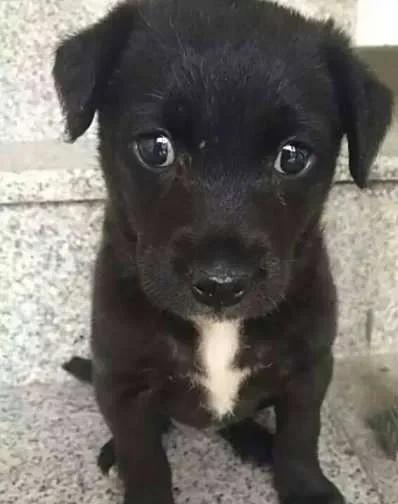 老家来了一只小流浪狗，是一只黑色的中华田园犬。
它是从供鸡进出的洞眼进来的，躲在