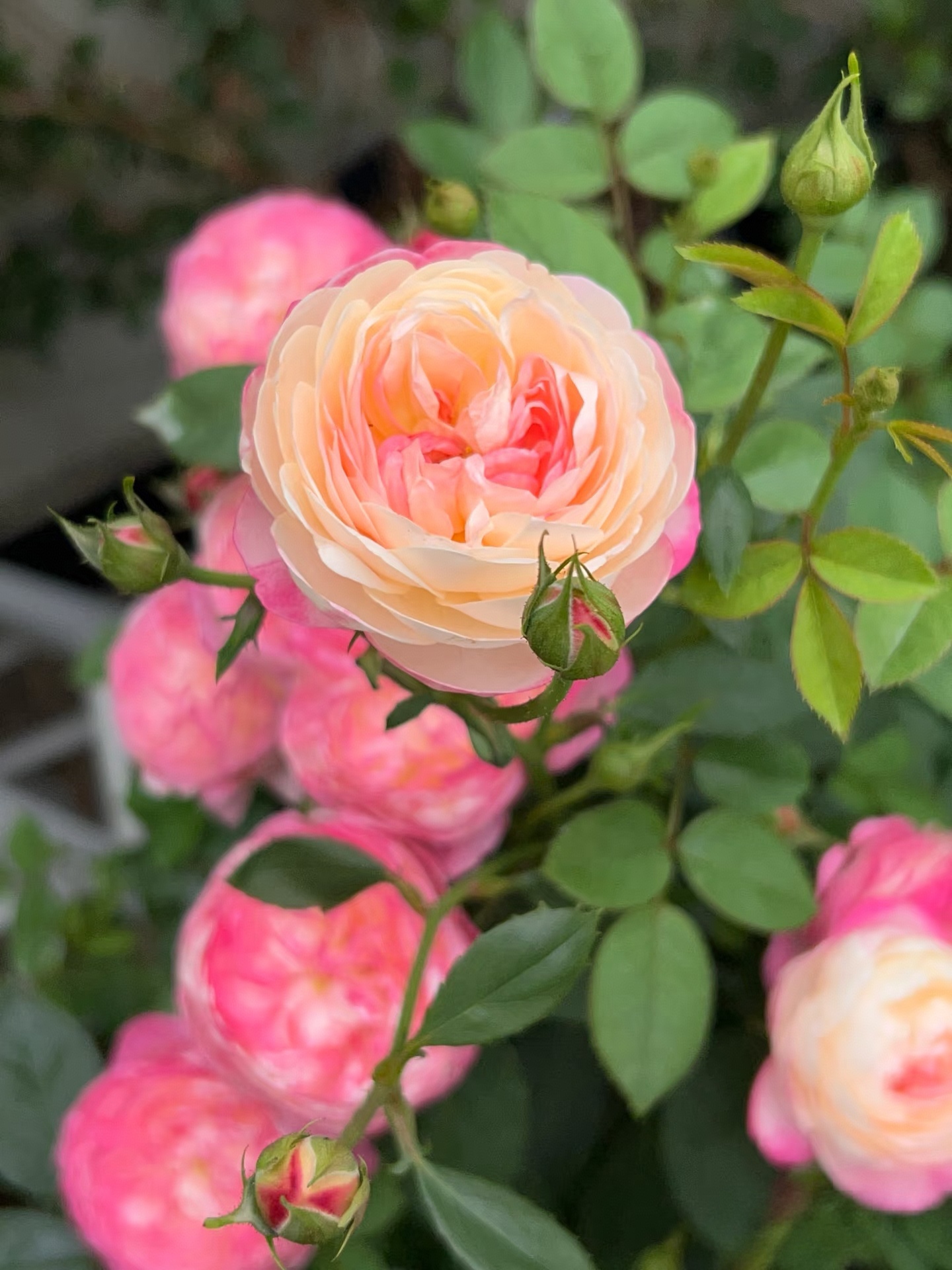 养月季怕病虫害？这 3 类“麻烦精”，这么治超省心！