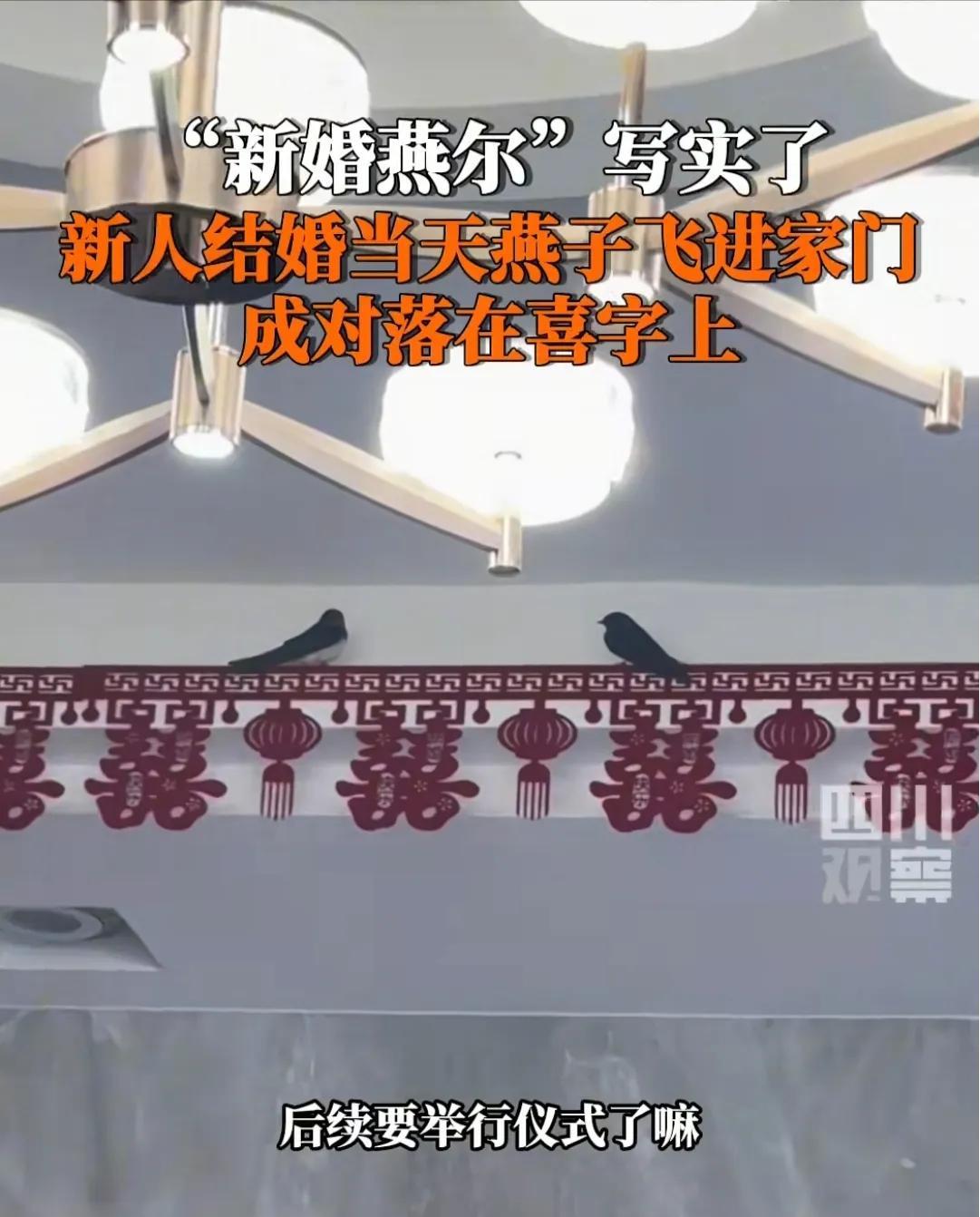太神奇了！5月5日，陕西西安一男子结婚，接新娘子进门时突然飞进两只燕子，在客厅盘