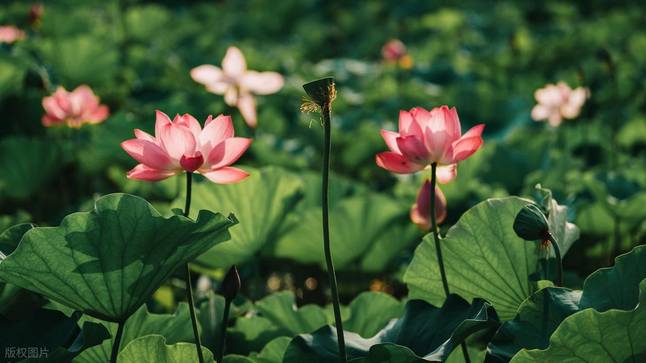 你什么时候变得“心狠”，你的人生就能风生水起