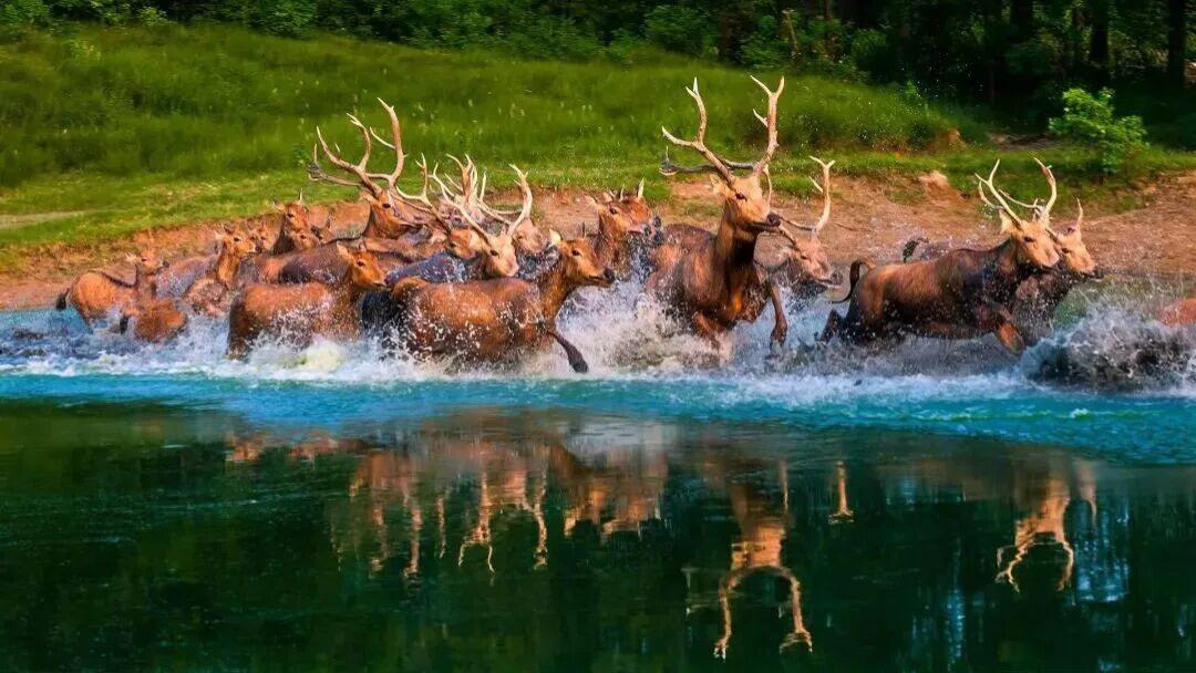 中华麋鹿园景区成功通过国家5A级旅游景区评定性复核