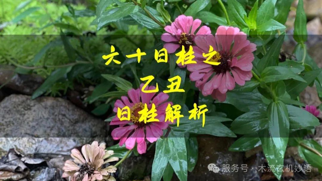 六十日柱之乙丑日柱解析