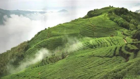 湖北名茶之隆中茶