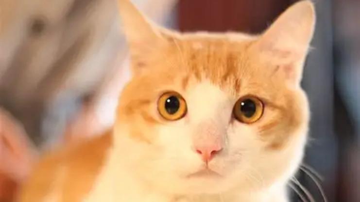 猫罐头推荐哪种品牌？排名前十的猫罐头实测，这三款最值得买！