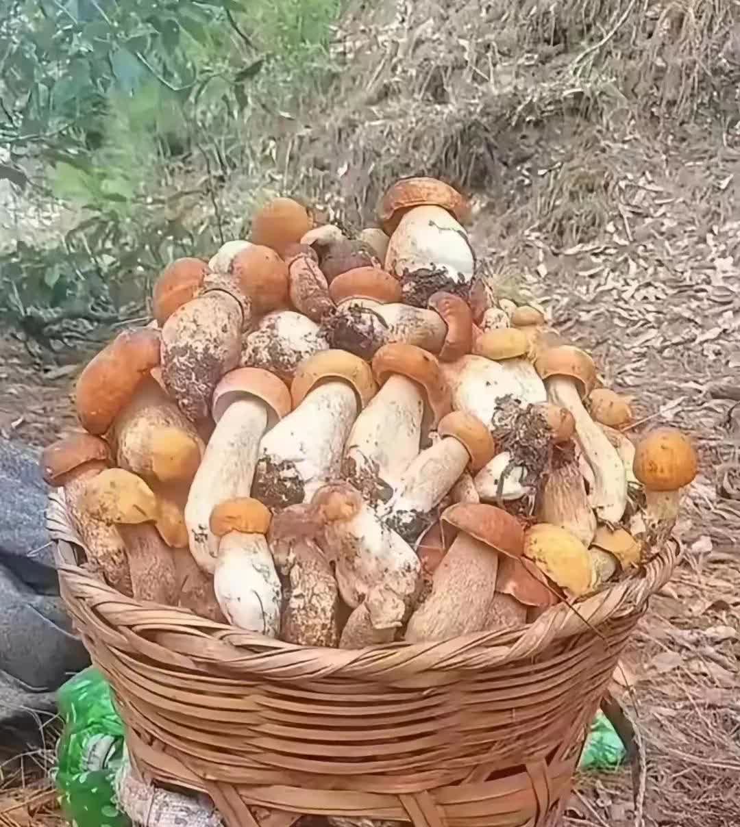 云南昭通，有一位村民上山采蘑菇，意外的在深山老林中，发现了一种大蘑菇，这种蘑菇顶