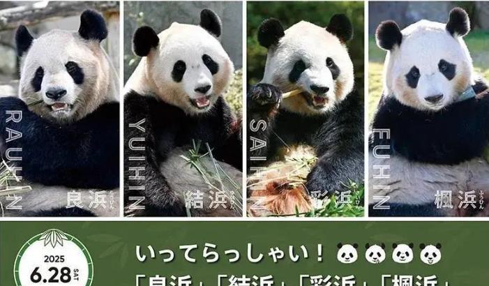 日本宣布：将在6月28日，归还中国大熊猫！2025年5月23日，日本突然发布一条