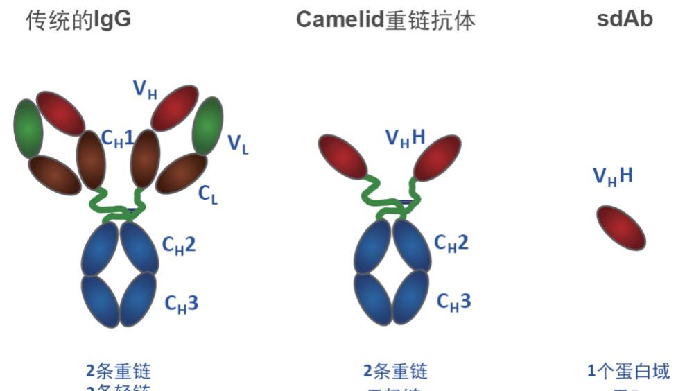一文读懂羊驼纳米抗体 —— 从结构优势到制备应用的实用指南