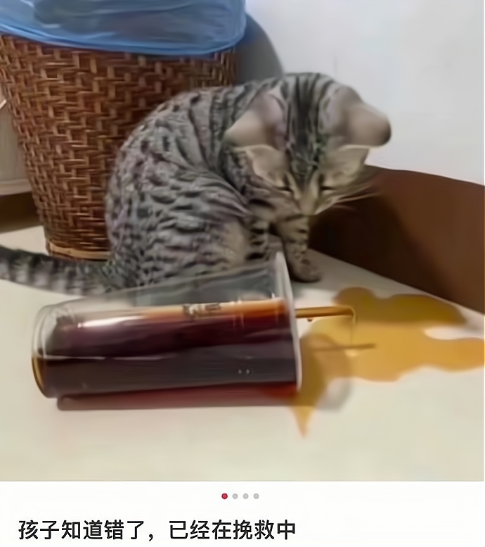 猫：知错了，正在想办法挽救，哈哈哈，但没什么用... ??