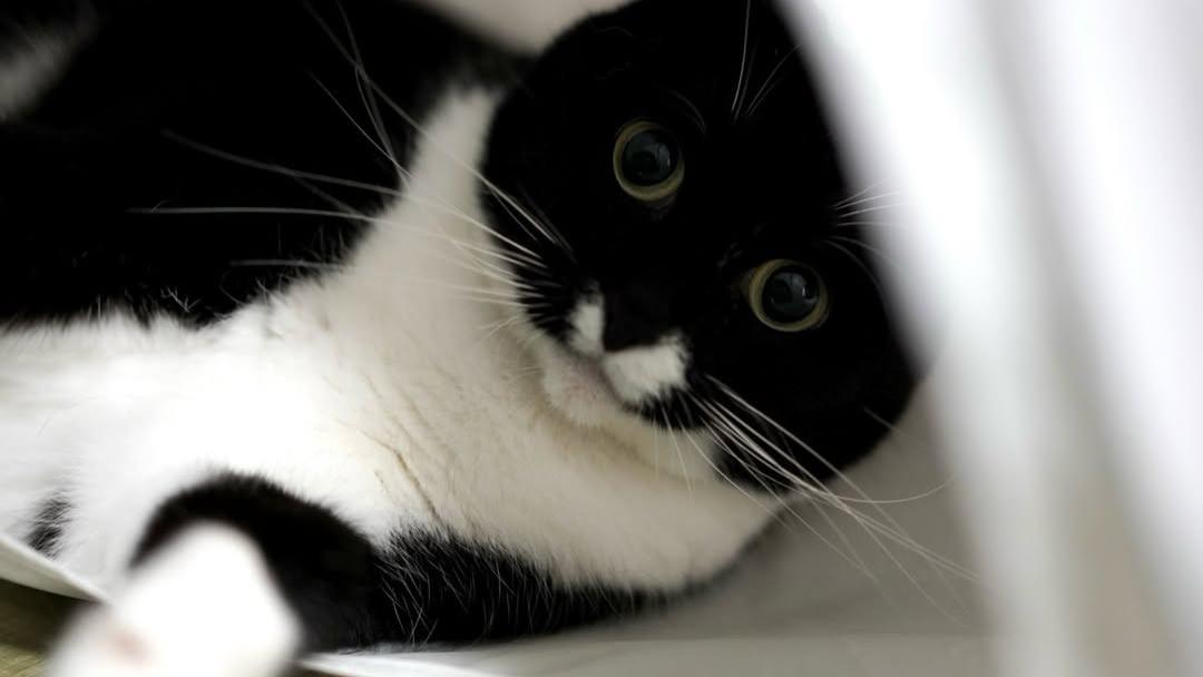 怎么？本喵变成了“炸毛怪”，猫毛变差的几个原因，铲屎官别装看不见！