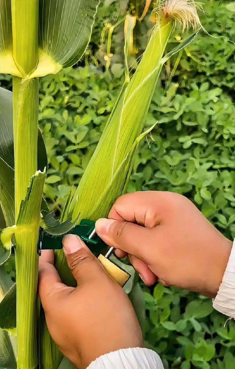 休想偷走我的玉米