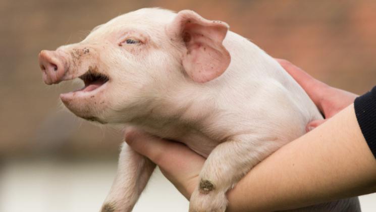 仔猪缺铁性贫血高发率90%！科学防治要点全解析