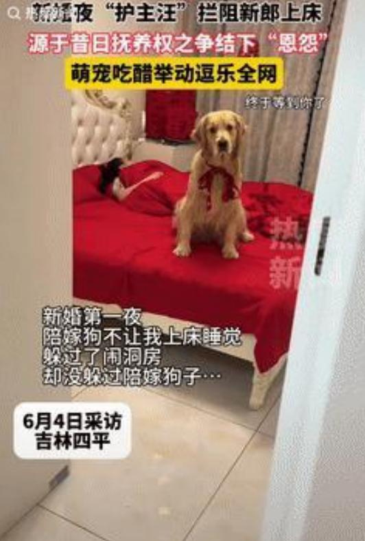 新婚夜，新郎被陪嫁狗拒之门外！



6月4日，吉林四平，一对新人喜结连理。婚礼