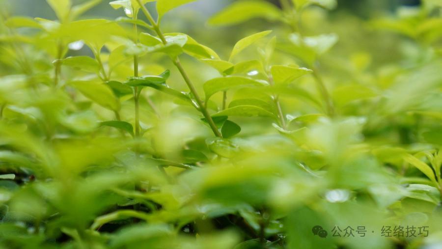 冬天没上火，就别随便喝凉茶，这3类人可能越喝越虚