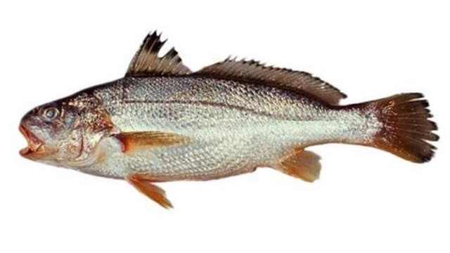 白条叫姑鱼：海底“小话痨”-鱼鳔如何变成它的“麦克风”