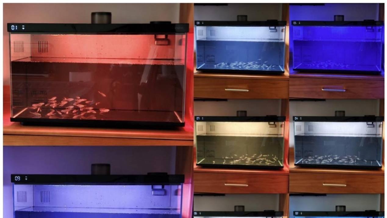 2026年都市白领养鱼指南：当贝AI智能鱼缸，解压治愈还不费时间