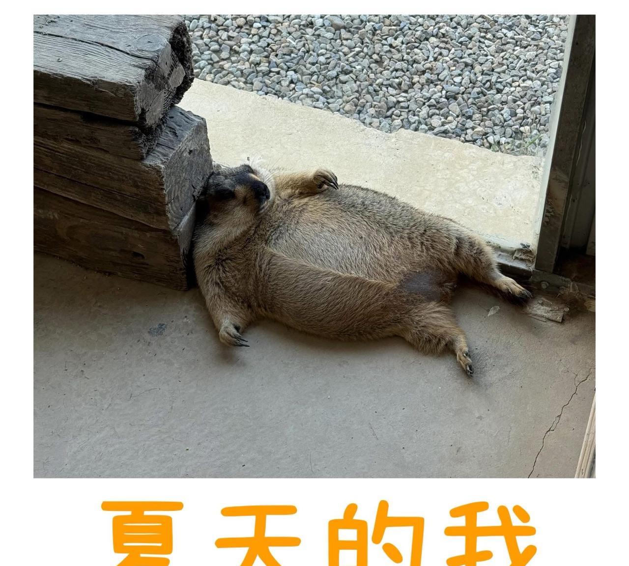 今年的夏天格外热，应该是近十年最热的夏天了，没有空调不知道怎么过了，诸位各地气温