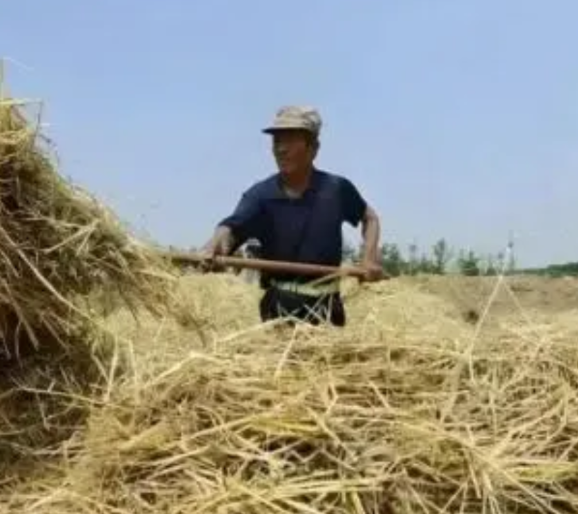 大爷在自家地里烧秸秆，没想到却被告知要罚款500元，对方问大爷村里早就贴了大字报
