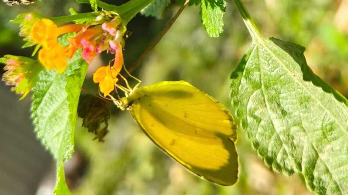 【原创】被车撞死的蝴蝶