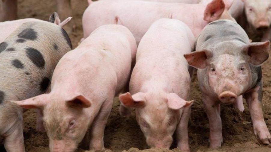 年末猪价三连涨破12元/公斤！能否燃至春节？