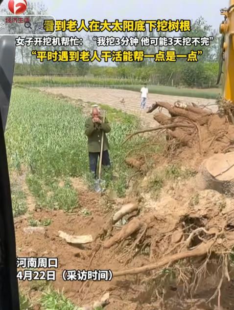 “泪目了！”河南周口，一老人在自家麦田里挖树根，正巧一开挖掘机的女子下班路过，女