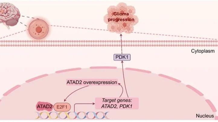 论文解读｜ATAD2驱动胶质瘤恶性进展的新机制