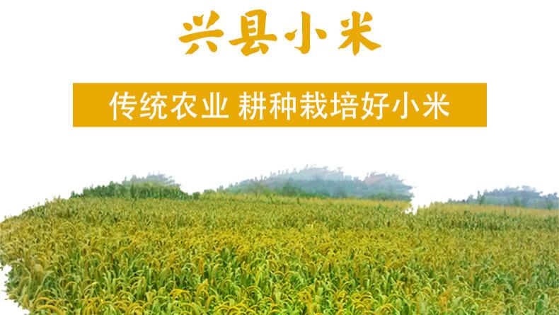 黄小米：北方传统杂粮的本真模样