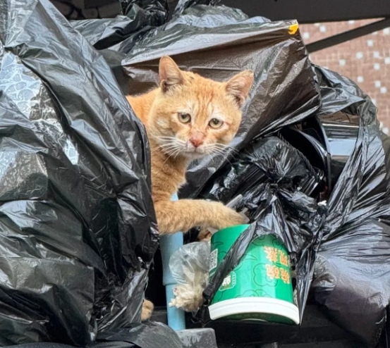 暴雨夜，猫妈妈被石头砸伤还护着肚子，后续让人泪目……