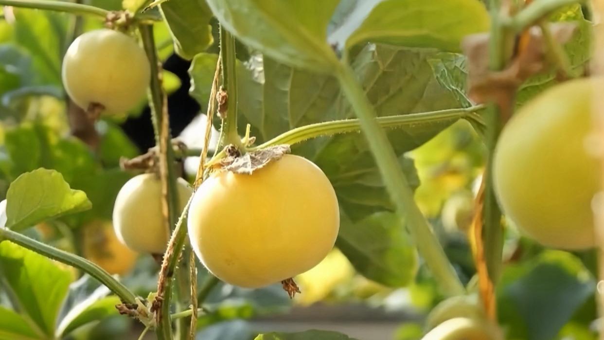 乡村好物：延安甜瓜抢“鲜”上市 “甜蜜经济”助农增收