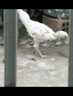 什么东西损失1000元子？
这是个超离谱的事儿！
广东一男子家鸡跟超大蜈蚣打