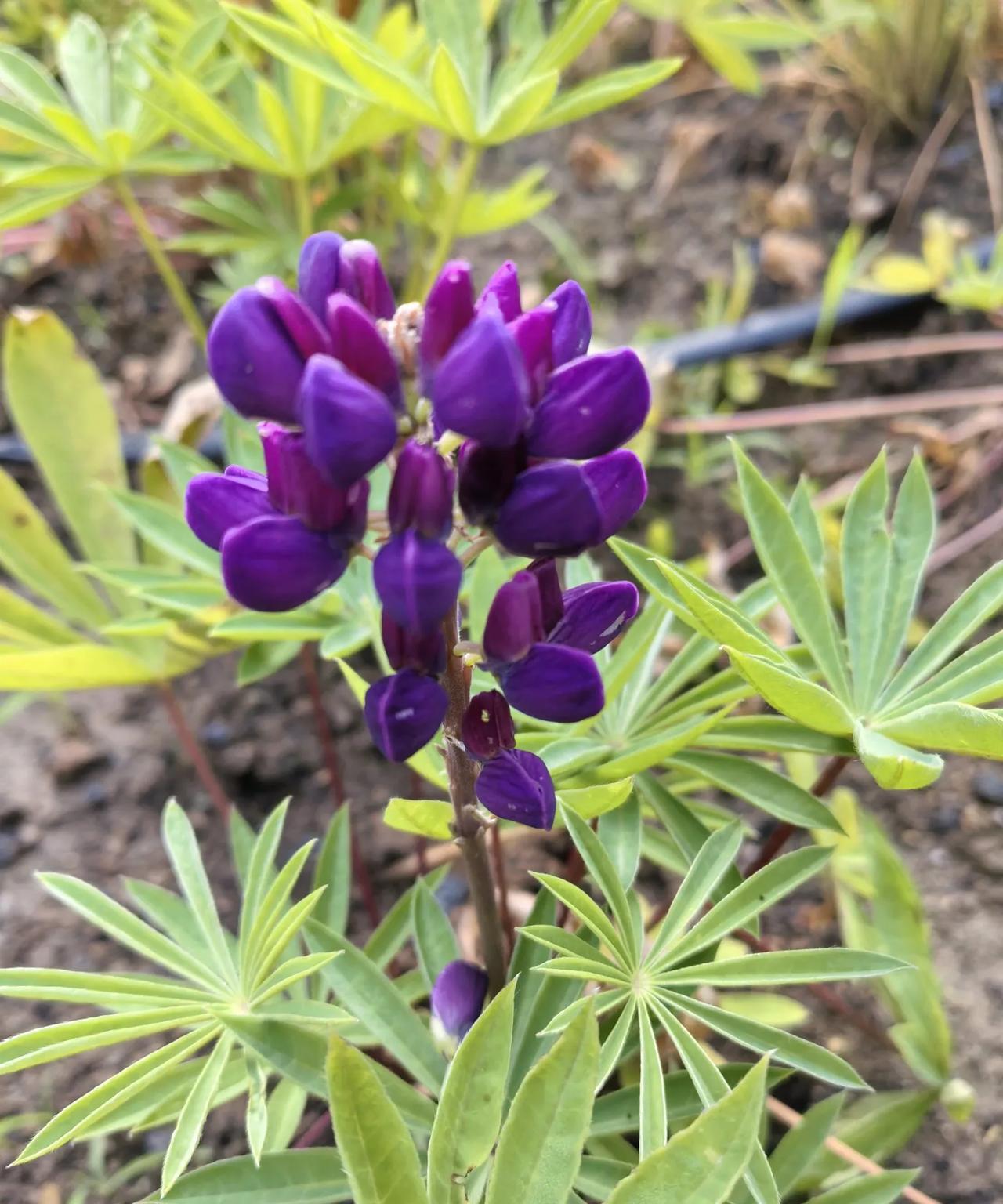 #散步赏花随手拍#