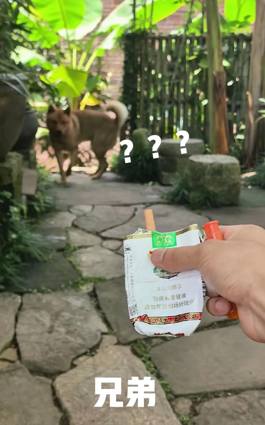 这就是江湖，一声“兄弟”，本来都已经跑远了的大黄，听到后又折返了回来。
原来是有