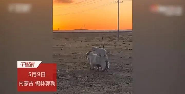 治愈的一幕！5月10日，内蒙古锡林郭勒盟一名男子发视频称，自己养了很多羊，其中有