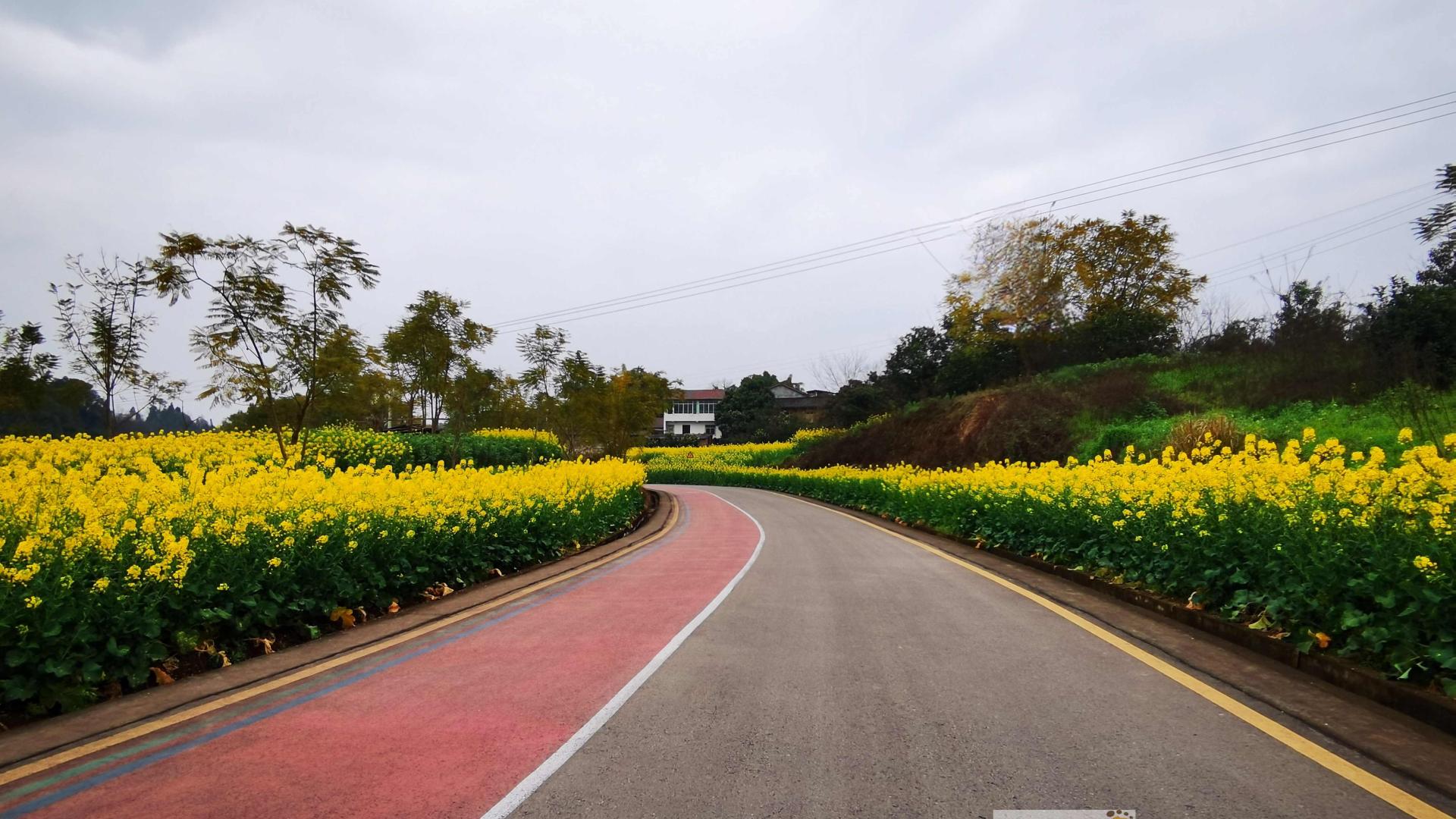 花开青龙湖，2025自贡半程马拉松明天引爆“最美赛道”！