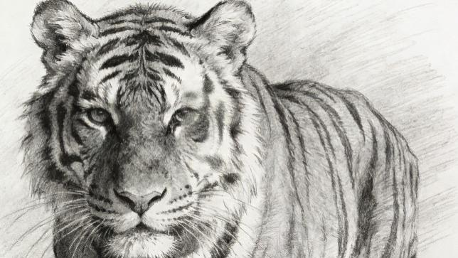 2026 年农历丙午年｜生肖虎运势与吉凶全解：三合太岁木火通明，乘势而上需防火旺焚木