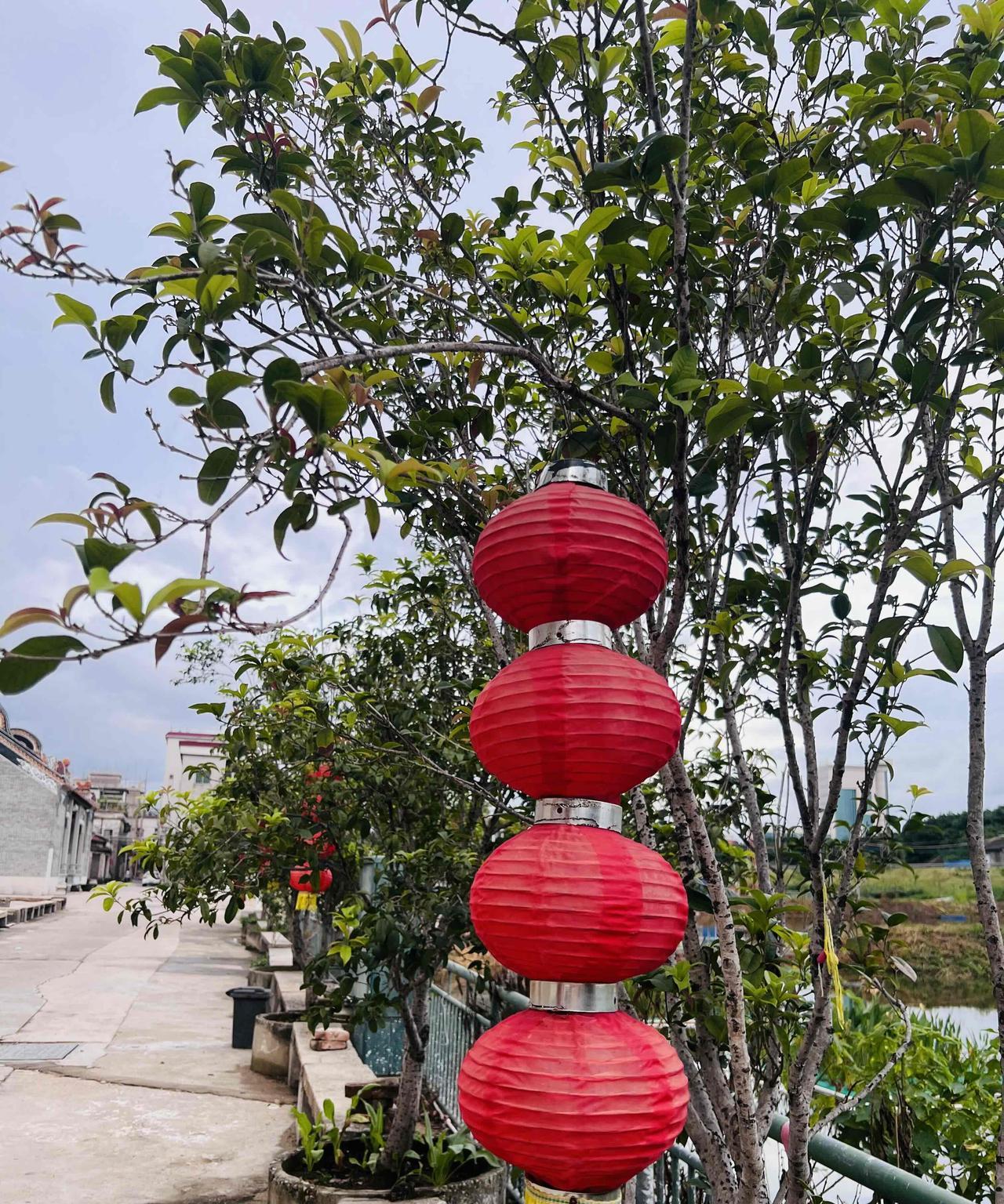 #分享手机花花草草照片#
