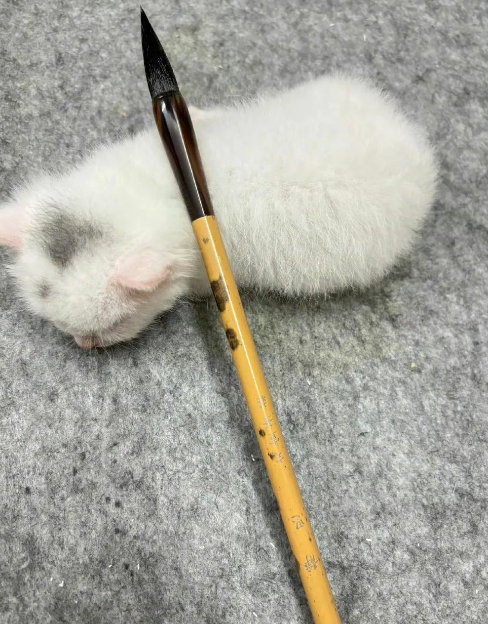 名副其实的猫笔架